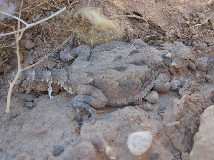 Horned Lizard